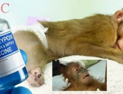 Wabah Cacar Monyet,  Apa Bedanya dengan Cacar Air?