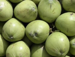 Air Kelapa, Minuman Segar yang Baik untuk Tekanan Darah