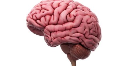 Otak Wanita dan Polusi Dapat Mempercepat Penuaan Otak