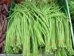 Manfaat Kacang Panjang, Meringankan Nyeri Haid dan Menurunkan Risiko Asam Urat