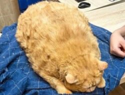 Kroshik, Kucing Kegemukan di Rumah Sakit Rusia, Mulai Jalani Diet Ketat
