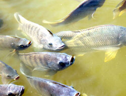 Cara Mudah Budidaya Ikan Nila untuk Keuntungan Optimal