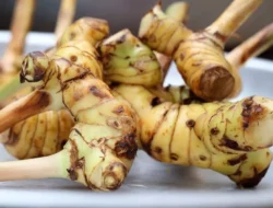 Laos, Rempah Tradisional dengan Khasiat Kesehatan