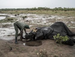 Kekeringan Parah, Zimbabwe Lakukan Pemusnahan Gajah