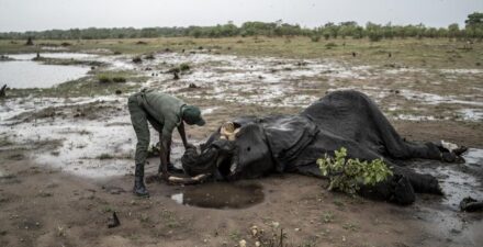 Kekeringan Parah, Zimbabwe Lakukan Pemusnahan Gajah