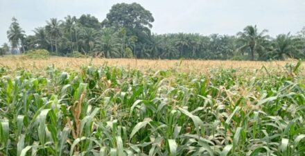 Target Produksi Jagung Pasaman Barat