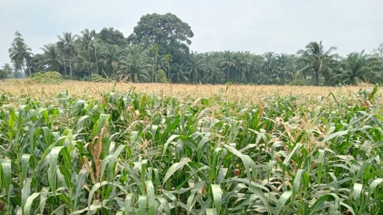 Target Produksi Jagung Pasaman Barat