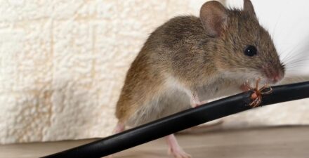 Penerbangan Scandinavian Airlines Dialihkan Setelah Insiden Tikus