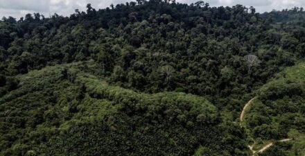 Hutan Hujan Tropis, Lima Negara Penyumbang Utama