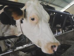 Penurunan Kelahiran di China Picu Krisis Industri Susu