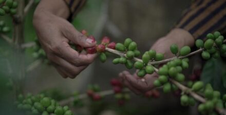 Ekspor Komoditas Lokal