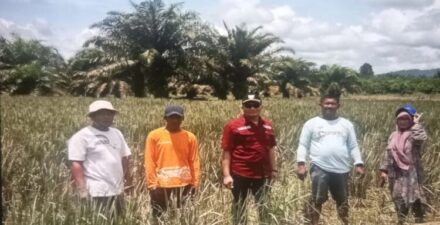 Kementerian Pertanian Salurkan Benih dan Pupuk