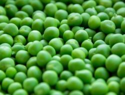 Sayuran yang Sebaiknya Dihindari Penderita Asam Urat