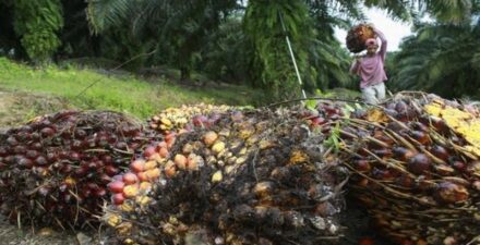PTPN Catat Pertumbuhan Aset Signifikan, Mencapai Rp152,2 Triliun di 2024