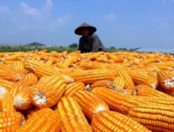 Pasaman Barat Optimis Capai Target Jagung 2024