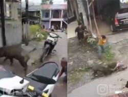 Dicabik-cabik Babi Hutan, Dua Warga Sungai Geringging Dilarikan ke Rumah Sakit