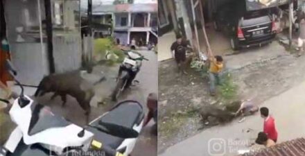 Video viral warga Sungai Geringging diserang babi hutan.