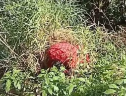 Jenazah Pria Ditemukan di Jurang Sitinjau Lauik, Identitas Belum Diketahui