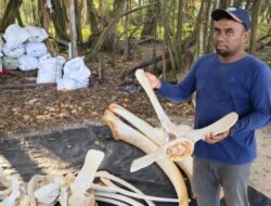 Penemuan Paus Mati di Pulau Bando, KKP Lakukan Penelitian