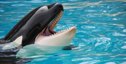 Penonton Terkejut saat Paus Pembunuh Buang Air di Kolam