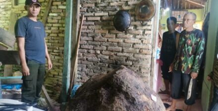 Pohon Tumbang
