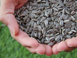 Makanan Kaya Kalsium untuk Tulang Kuat