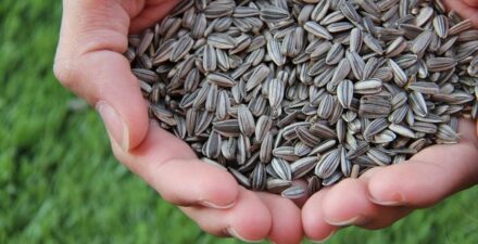 Makanan Kaya Kalsium untuk Tulang Kuat