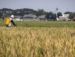Anggaran Ketahanan Pangan 2025 Capai Rp139,4 Triliun