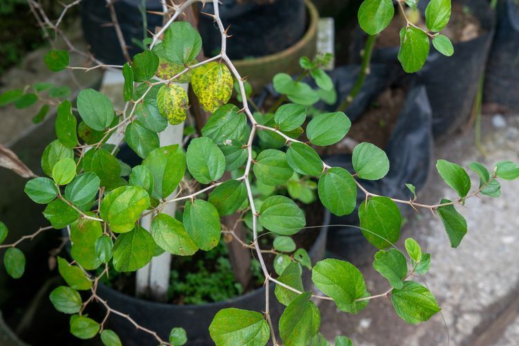 Daun Bidara