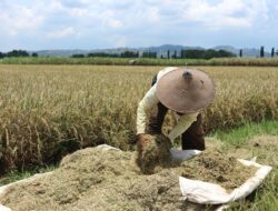 Fokus Infrastruktur Prabowo, Swasembada Pangan Jadi Prioritas Utama