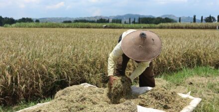 Swasembada Pangan dan Ketersediaan Air