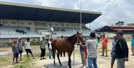 Mardion Fernandes: Event Pacu Kuda Juga Dimeriahkan Peresmian Monumen