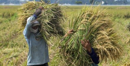 Andi Amran: Sulsel Siap didirikan Swasembada Pangan dalam Tiga Tahun
