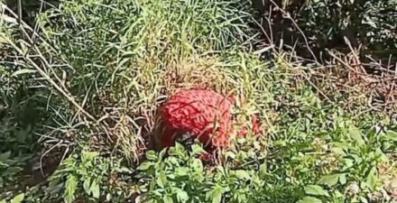 Polisi Tangkap Tersangka Kasus Penemuan Mayat di Indarung