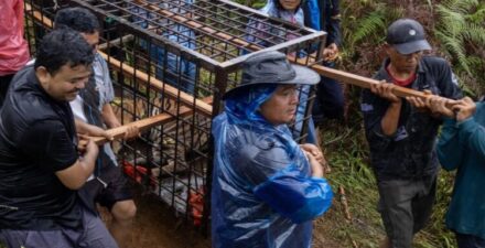 Harimau Sumatera Terjebak Perangkap