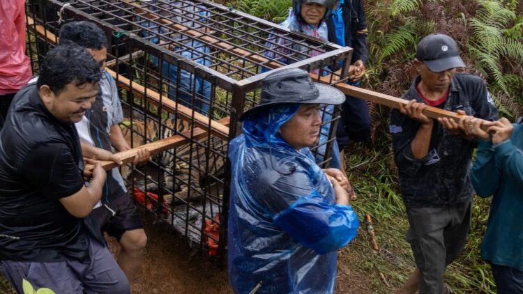 Harimau Sumatera Terjebak Perangkap