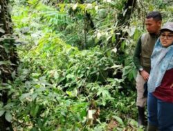 Pohon Penyanggah Tumbang, Rafflesia Arnoldii Membusuk
