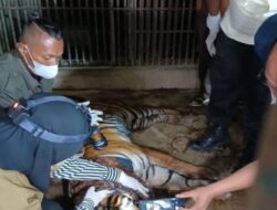 Harimau Sumatera yang Terperangkap Dipindahkan ke Taman Satwa Bukittinggi