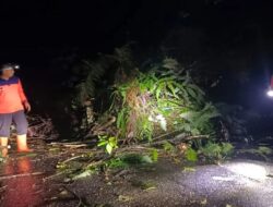 Hujan Deras Sebabkan Longsor dan Pohon Tumbang di Pasaman