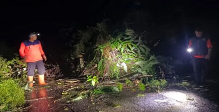 Longsor dan Pohon Tumbang