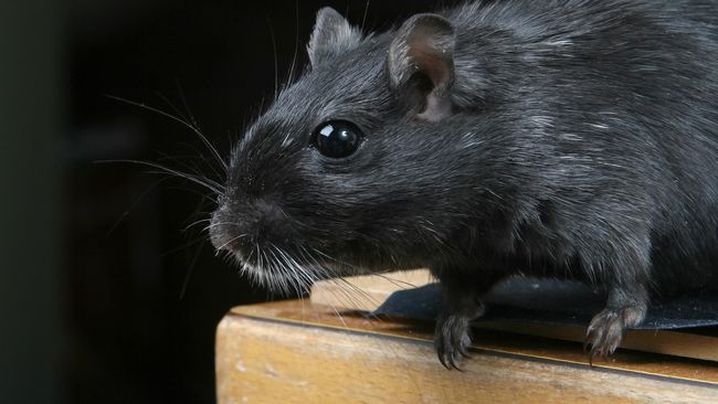 Usir Tikus