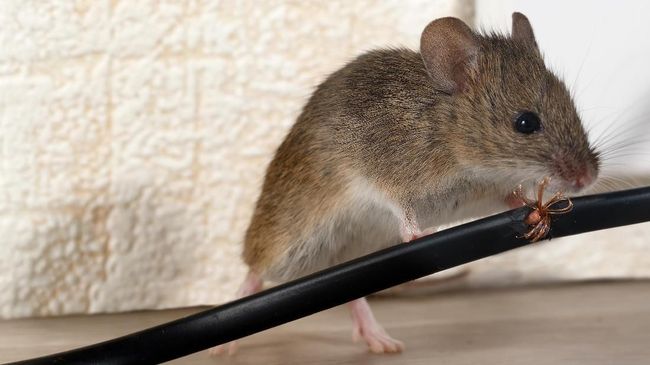 Tips Mudah Usir Tikus