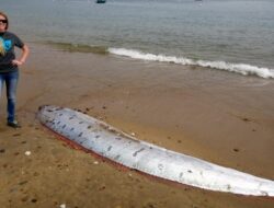 Ikan Kiamat Oarfish Ditemukan Kembali di Pantai California