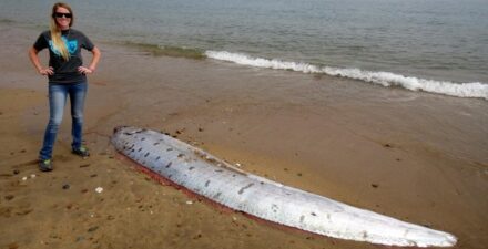 Ikan Kiamat Oarfish Ditemukan Kembali di Pantai California