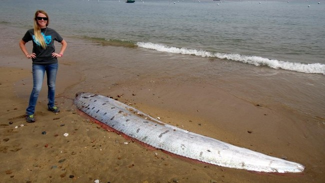 Ikan Kiamat Oarfish