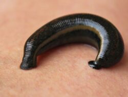 Garam dan Lemon, Solusi Menghindari Lintah di Rumah