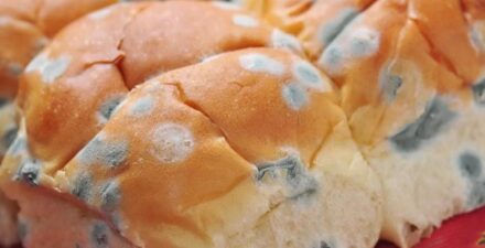 Makan Roti Berjamur? Ini Efeknya pada Kesehatan