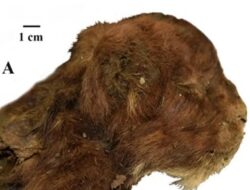 Penemuan Anak Kucing Bertaring Pedang Beku dari Zaman Es di Siberia