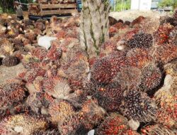 Minyak Sawit Diusulkan Jadi Alternatif Sumber Nutrisi untuk Mengatasi Stunting