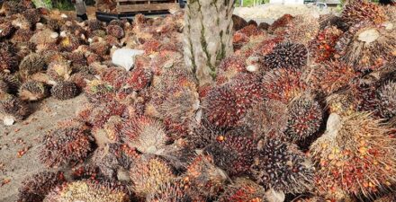 Minyak Sawit Diusulkan Jadi Alternatif Sumber Nutrisi untuk Mengatasi Stunting